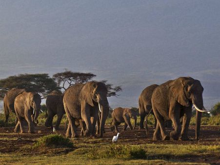 ‘வாங்’ தேசிய பூங்காவில், தந்தங்களுக்காக ‘விஷம்’ வைத்து கொல்லப் பட்ட 41 யானைகள்: 6 பேர் கைது