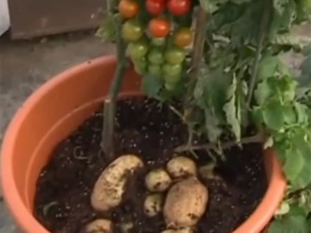 ‘டொம்டாட்டோ’: ஒரே செடியில் மேலே ‘தக்காளி’,வேரில் ‘உருளை’ விளையும் விநோதம்