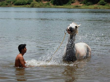 தெலுங்கானா பிரச்சினையால் தமிழகத்துக்கு வரும் கிருஷ்ணா நீரும் குறைந்தது