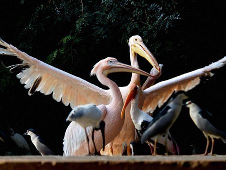 பாய்லின் புயல்... மனிதர்கள் தப்ப மரணித்துப் போயின விருந்தினராய் வந்த சைபீரிய பறவைகள்