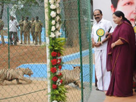 ஜெயலலிதா பெயர் சூட்டிய புலிக்குட்டி 'சித்ரா' பலி.. மேலும் ஒரு புலியும் இறந்தது!