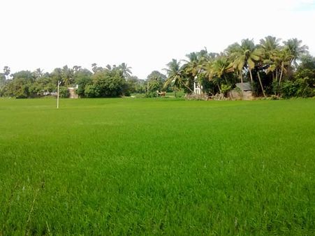 நெல்வரத்து அதிகரிப்பால் குறையும் அரிசிவிலை: நுகர்வோர்கள் மகிழ்ச்சி