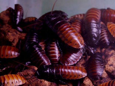 கரப்பான்பூச்சியை இனி அடிச்சு கொல்லாதீங்க!