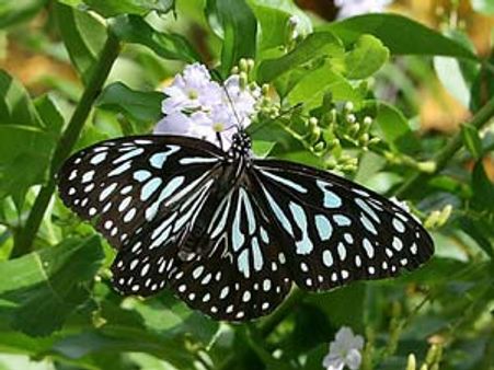 முண்டந்துறை புலிகள் காப்பகத்தில் அரிய வகை வண்ணத்துப்பூச்சிகள்