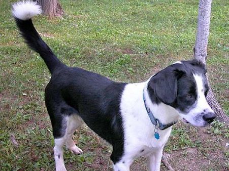 நாய்வால் பாஷை: எந்தப் பக்கம் வாலாட்டுதுன்னு பாருங்க!