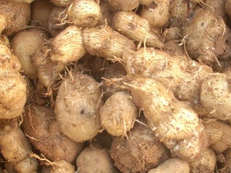 நெல்லை மாவட்டத்தில் சிறு கிழங்கு விளைச்சல் அமோகம்