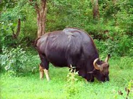 கோமாரி நோய்க்கு பலியான 175 மாடுகள்: முதுமலை சரணாலயம் வழியாக கால்நடைகள் கொண்டு செல்ல தடை