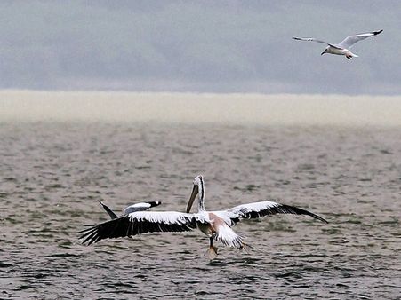 குளுகுளு சென்னை... வந்து குவியும் வெளிநாட்டுப் பறவைகள்: குஷியில் பறவை ஆர்வலர்கள்