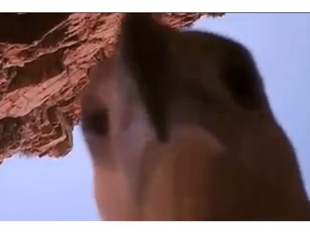 கேமராவைத் திருடிய கழுகு 110 கிமீ படம் பிடித்தபடி பறந்த வினோதம்...