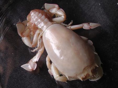 மன்னர் வளைகுடாவில் அரியவகை தவளை நண்டு