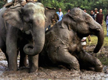 48 நாட்களுக்கு யானைகள் புத்துணர்வு முகாம்- தமிழக முதல்வர் உத்தரவு