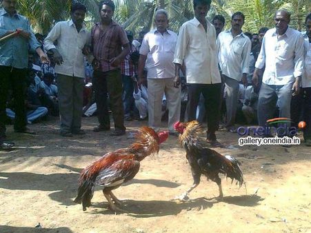 கரூர் சேவல் சண்டையில் விபரீதம்: விஷக்கத்தி பாய்ந்து இருவர் மரணம்