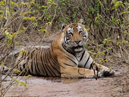 தொடரும் புலி வேட்டை: 17 பள்ளிகளுக்கு மீண்டும் இரண்டு நாள் விடுமுறை!