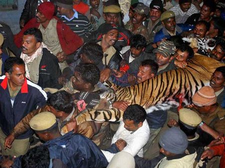 30 ரவுண்டு... 18 தோட்டாக்கள் புலி வேட்டை பரபரப்பு: நிம்மதியில் மக்கள்