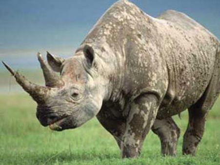 காண்டாமிருகத்தை தத்தெடுத்து வளர்த்துப் பார்க்க ஆசையா?.. திரிபுராவுக்குப் போங்க....