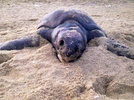 தமிழகம், ஆந்திராவில் ஜனவரியில் மட்டும் கரை ஒதுங்கிய ஆமைகள்... 1122!