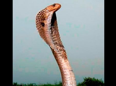 கடித்ததோடு இல்லாமல் நின்று சாவையும் பார்த்துவிட்டு போன பாம்பு….