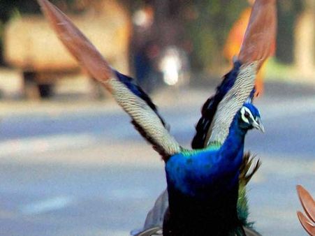 அறுபடை வீட்டில் ஆட்டை போடப்படும் மயில்கள்... தேசியப் பறவைக்குத் தட்டுப்பாடு