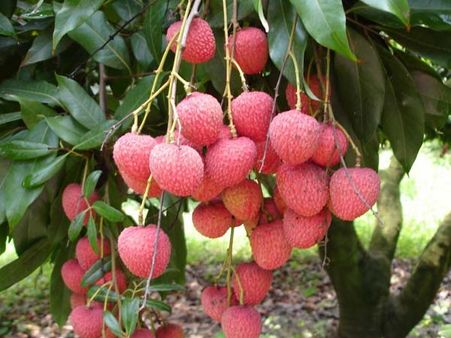 சிகப்பணுக்கள் எண்ணிக்கையை அதிகரிக்கும் சிகப்பு லிச்சி பழம்...