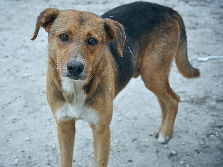 சென்னையில் ரேபிஸ் பலி எதிரொலி... முதல்கட்டமாக 40,000 தெருநாய்களுக்கு வெறிநாய் தடுப்பூசி