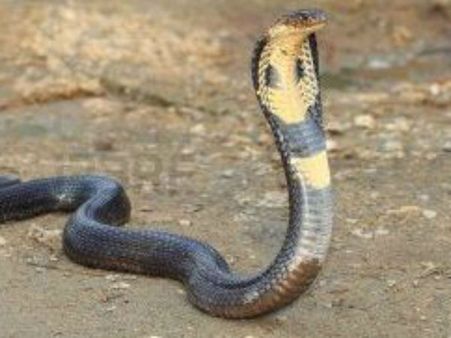 பாம்பு கடிச்சா பயப்படாதீங்க, உடனே போங்க அரசு மருத்துவமனைக்கு.. அப்புறம் ”பாம்போட “அட்ரஸ்” முக்கியம்!