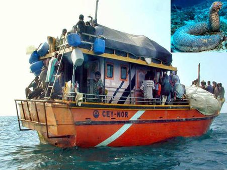 மங்களூர் அருகே கடல் வெள்ளரிகளுடன் 16 இலங்கை மீனவர்கள் கைது ... படகு பறிமுதல்