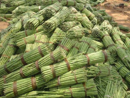 முருங்கைக்கு வந்த சோதனை.... விலை வீழ்ச்சி.. சோகத்தில் விவசாயிகள்!