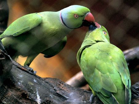 ராஜபக்சே மாளிகையில் இருந்து தப்பியோடிய 'கிளிகள்'.. தேடி தேடி கண்டுபிடித்து போலீசில் ஒப்படைப்பு!!
