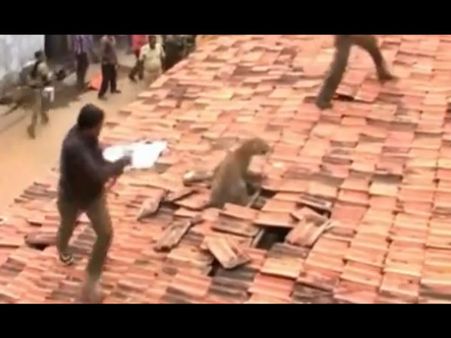 கூரையை பிய்த்துக் கொண்டு பாய்ந்த சிறுத்தை... அலறி ஓடிய மக்கள்: 'கிலி' காட்சிகள்