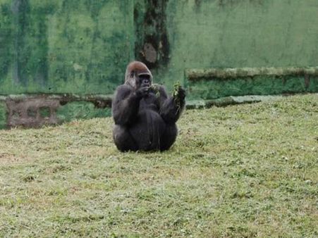 இந்தியாவின் ஒரே கொரில்லா.. போலோ.. தனிமை வேதனையால் மரணம்!