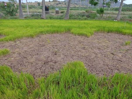 தண்ணீரும் இல்லை… மின்சாரமும் இல்லை: கேள்விக்குறியாகும் காவிரி டெல்டா குறுவை சாகுபடி