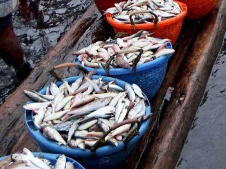 நாளை முதல் குறைந்த விலையில் நிறைந்த தரத்தில் மீன் சாப்பிடலாம்