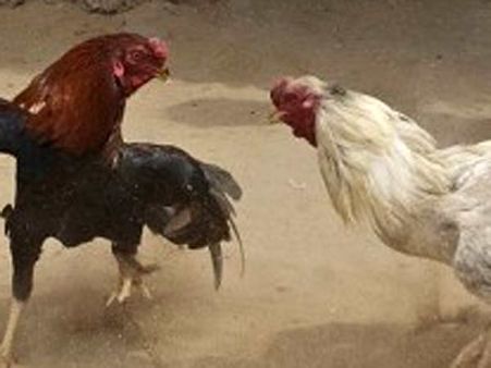 சேவல் சண்டைக்கு தடை: தமிழக அரசுக்கு நீதிமன்றம் உத்தரவு!