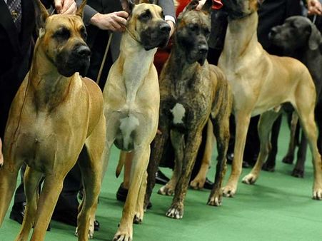 ஜல்லிக்கட்டு போட்டியைத் தொடர்ந்து நாய் கண்காட்சி, குதிரை பந்தையத்துக்கும் வருது தடை?
