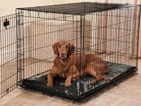 சிறுத்தைப் புலிக்கு வைத்த கூண்டில் தூங்கிய நாய்கள்... வனத்துறை அதிகாரிகள் விரட்டியடித்தனர்