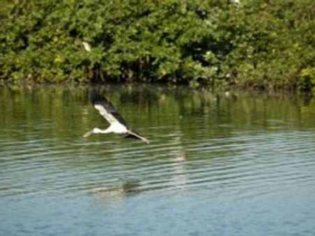 பறவைகள் இல்லாத சரணாலயமாக மாறிய வேடந்தாங்கல்