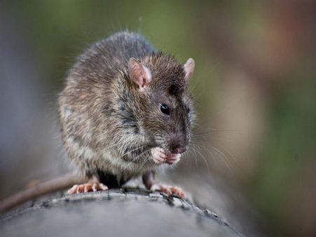 நெல்லை எக்ஸ்பிரஸில் காதை கடித்த எலியால் பயணிகள் பீதி!