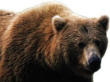 விவசாயி வீட்டுக்குள் புகுந்து பலாப்பழம் சாப்பிட்ட கரடி.. ஒரு சுளையைக் கூட விடவில்லை!