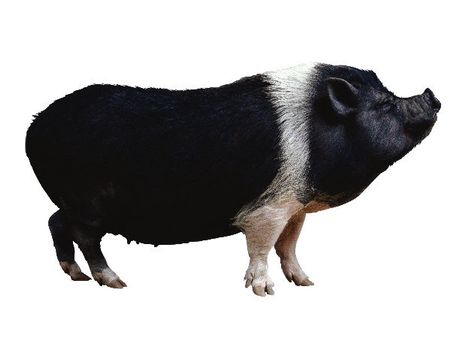 கழுதைக் கல்யாணம் போய் இப்போ பன்றி பலி- மழைவேண்டி விநோத பரிகாரம்