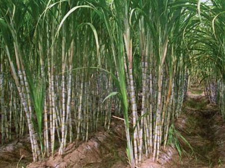 கருகும் கரும்பை காப்பாத்த கடன் தேவை- குமுறும் காஞ்சிபுரம் விவசாயிகள்