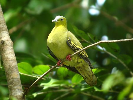அழியும் 8 இந்தியப் பறவைகள்– சர்வதேச இயற்கை பாதுகாப்பு சங்கம் அதிர்ச்சித் தகவல்!