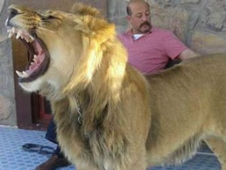 ஆப்கன் அதிபரின் சகோதரர் தற்கொலைப் படைத் தாக்குதலில் பலி