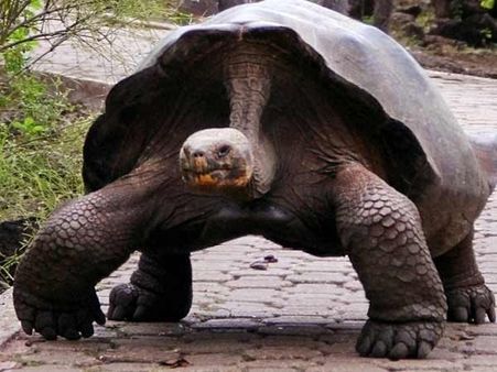 குறுக்கும் நெடுக்குமாக ஓடி ‘தண்ணி’ காட்டிய 70 கி ஆமை... விரட்டிப் பிடித்த அமெரிக்க போலீசார்