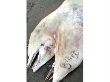 துருக்கியில் சிக்கிய இரட்டைத் தலை சயாமிஸ் டால்பின்!