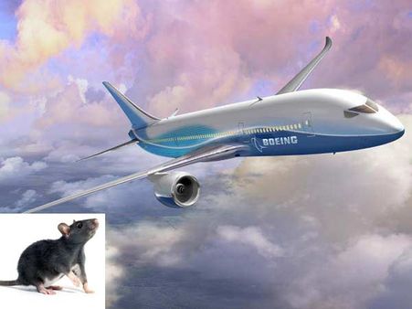 ட்ரீம்லைனர் அக்கப்போர் தொடர்கிறது... சமத்தாக லண்டன் சென்ற டெல்லி எலி... பெரும் விபத்து தவிர்ப்பு !!