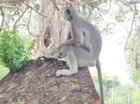 களக்காட்டை கலக்கி வரும் 'குல்லா' குரங்கு.... பிடித்து 'பேக்கப்' செய்ய அலை மோதும் வனத்துறை!