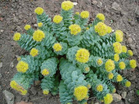 கதிர்வீச்சு ஆயுதங்களில் இருந்து காப்பாற்றும் அதிசய சஞ்சீவனி மூலிகை