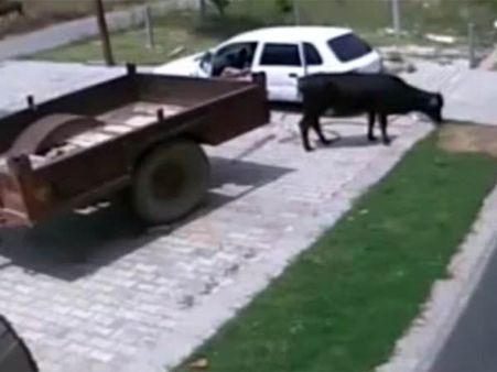 அடப்பாவிகளா.. காஸ்ட்லி காரில் பசு மாட்டைத் திணித்துக் கடத்திய இரு கில்லாடிகள்!