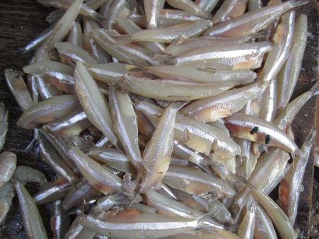 வாய்க்கு ருசியா வஞ்சிம் மீன் சாப்பிட முடியலையே... ஏறி வரும் விலையால் மக்கள் அவதி!