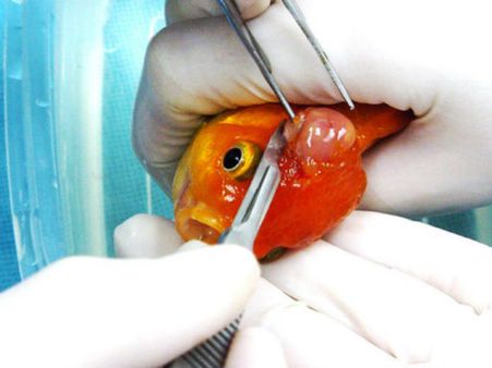 புற்றுநோய்க் கட்டியால் அவதிப்பட்ட “தங்க மீன்” ஜார்ஜ் – மருத்துவர்கள் வெற்றிகர அறுவைசிகிச்சை!